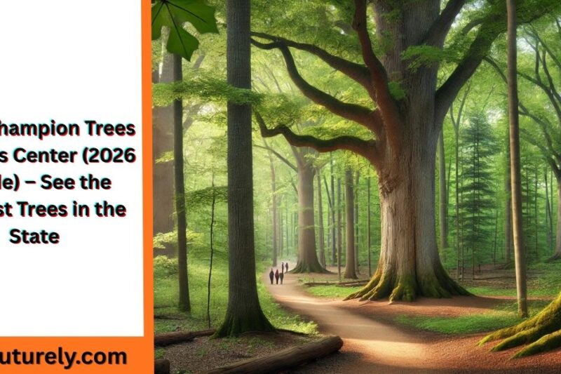 Ohio Champion Trees in Lewis Center (2026 Guide) – See the Biggest Trees in the State