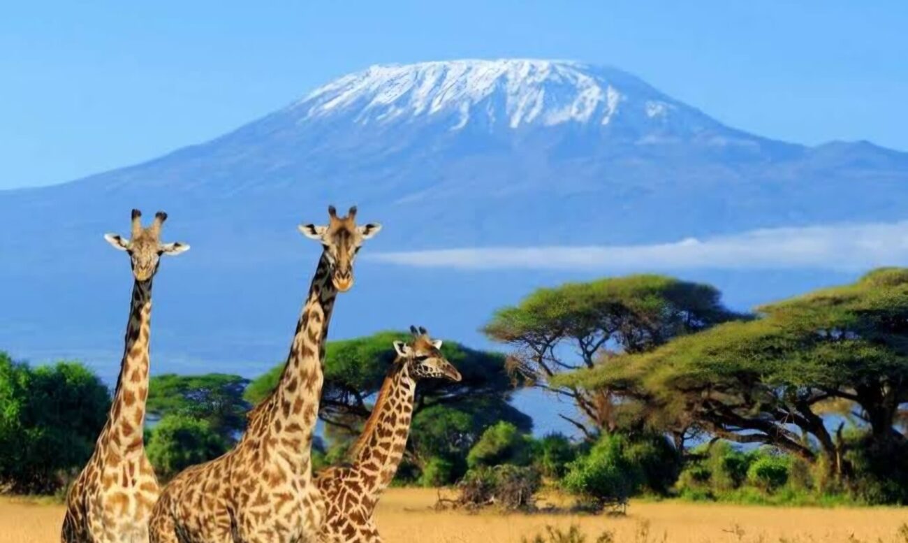 Tanzania Safari wildlife game drive in Serengeti