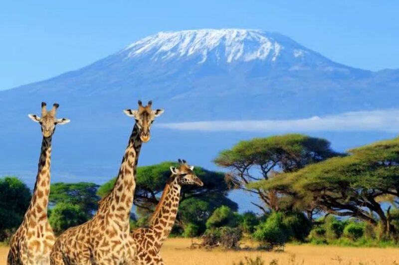 Tanzania Safari & Mount Kilimanjaro Trekking: Your Complete Africa Adventure Guide